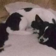 Blanding af racer Balou