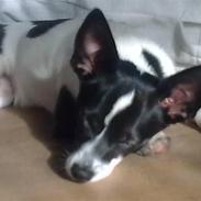 Blanding af racer Balou