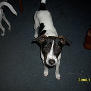 Dansk svensk gaardhund jensen