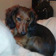 Dværggravhund Mille