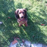 Dværggravhund Mille