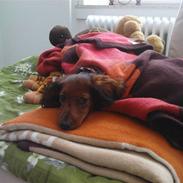 Dværggravhund Mille