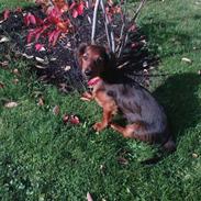 Dværggravhund Mille