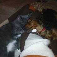 Dværggravhund Mille