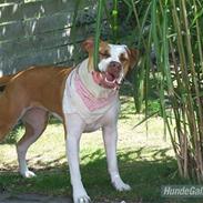 Blanding af racer Bertha