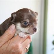 Chihuahua <3 Max <3
