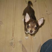 Chihuahua <3 Max <3