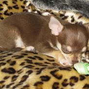 Chihuahua <3 Max <3