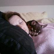 Chihuahua <3 Max <3
