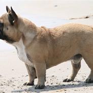 Fransk bulldog Elvis (HIMMELHUND)