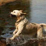 Golden retriever Bailey