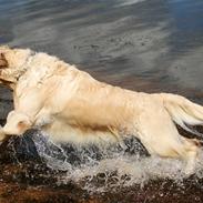 Golden retriever Bailey