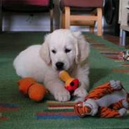 Golden retriever Bailey