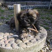 Lhasa apso Ditmond
