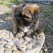 Lhasa apso Ditmond