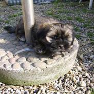 Lhasa apso Ditmond
