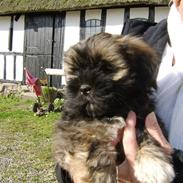 Lhasa apso Ditmond