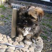 Lhasa apso Ditmond