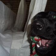 Blanding af racer Vaks<3 ( Diig Altid)