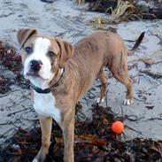 Amerikansk staffordshire terrier Felix <3