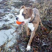 Amerikansk staffordshire terrier Felix <3