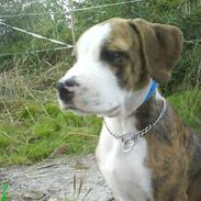 Amerikansk staffordshire terrier Felix <3