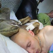 Amerikansk staffordshire terrier Felix <3