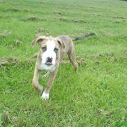 Amerikansk staffordshire terrier Felix <3