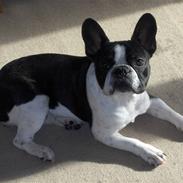 Fransk bulldog $Tyson$