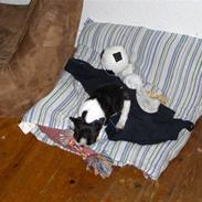 Fransk bulldog $Tyson$