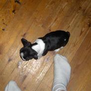 Fransk bulldog $Tyson$