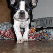 Fransk bulldog $Tyson$