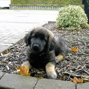 Leonberger Nahla