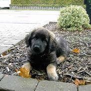 Leonberger Nahla 