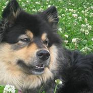 Finsk lapphund  Finda Windy