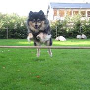 Finsk lapphund  Finda Windy