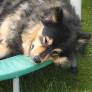 Finsk lapphund  Finda Windy