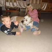 Blanding af racer kuno