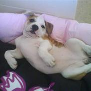 Mallorca Mastiff / Ca de Bou Amiga