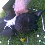 Staffordshire bull terrier Berta prut
