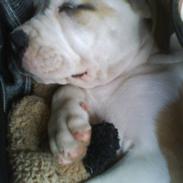 Mallorca Mastiff / Ca de Bou Amiga