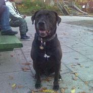 Blanding af racer Basse