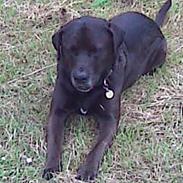 Blanding af racer Basse