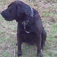 Blanding af racer Basse