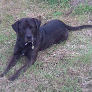 Blanding af racer Basse