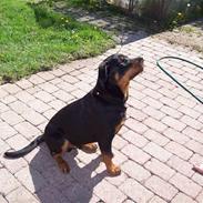 Rottweiler Dikadiabolo's Arko