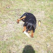 Rottweiler Dikadiabolo's Arko