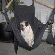 Mops Ronja