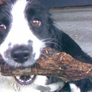 Border collie Thia