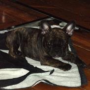 Fransk bulldog Victor